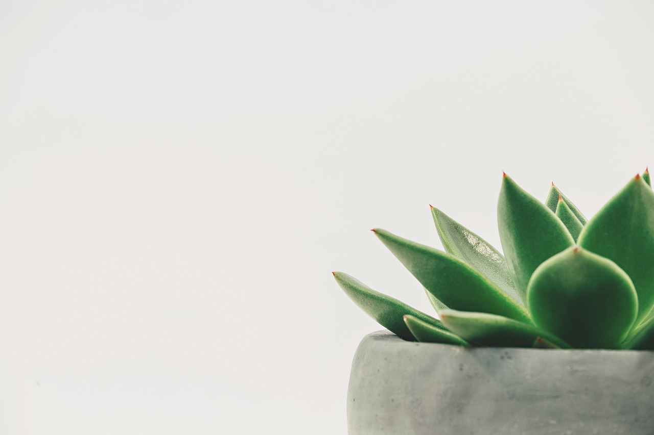 Planten op bureau voor rustgevende natuurvibes. Planten op bureau voor rustgevende natuurvibes.